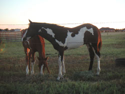Doublestrand Ranch - American Paint horse - horses for sale