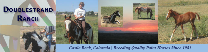 Doublestrand Ranch, American Paint Horse Breeding- Horses for Sale