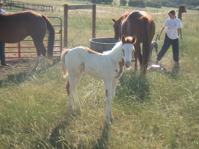 American Paint Horses