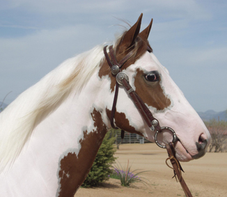 Photo of Sorrel Overo Filly head and neck, looking at camera with bridle on.