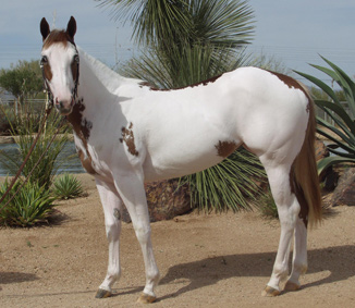 Photo of Sorrel Overo Filly full body.